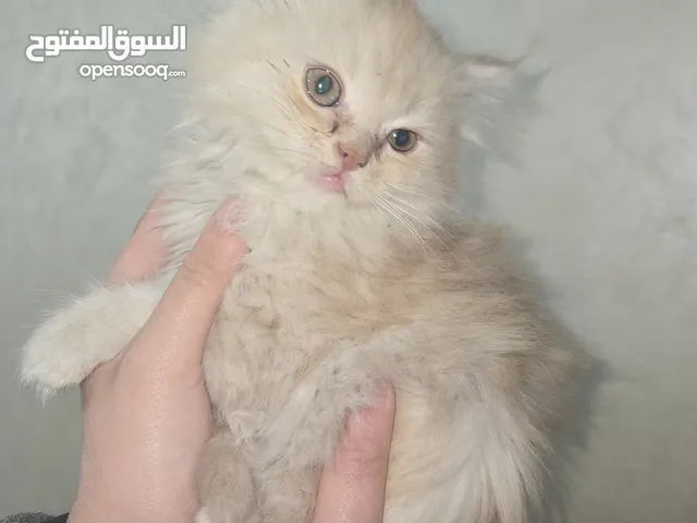 قطة انثى للبيع