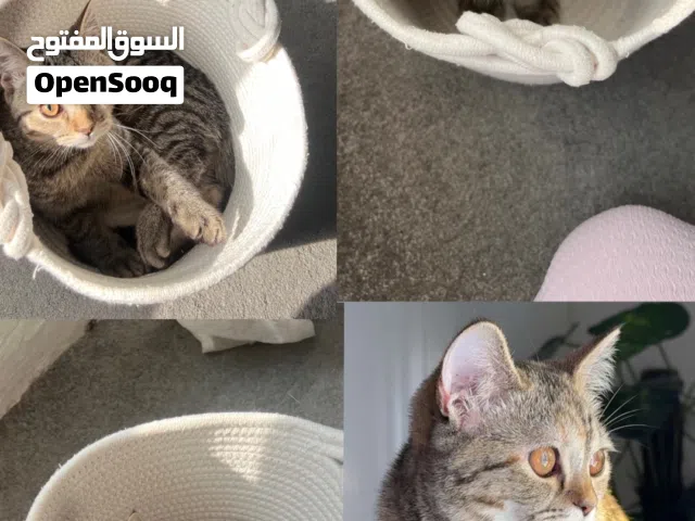 قط ذكر وانثى