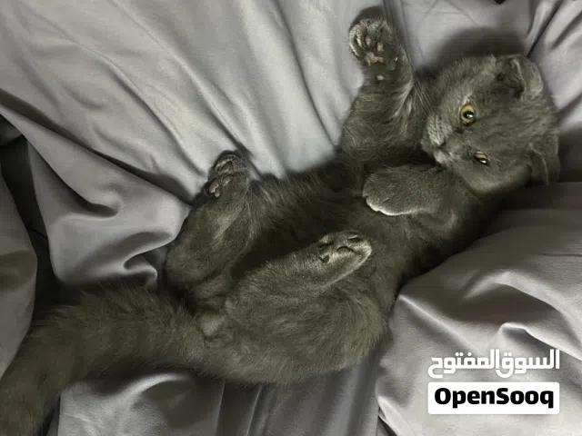 قطط سكوتش جميلة للبيع