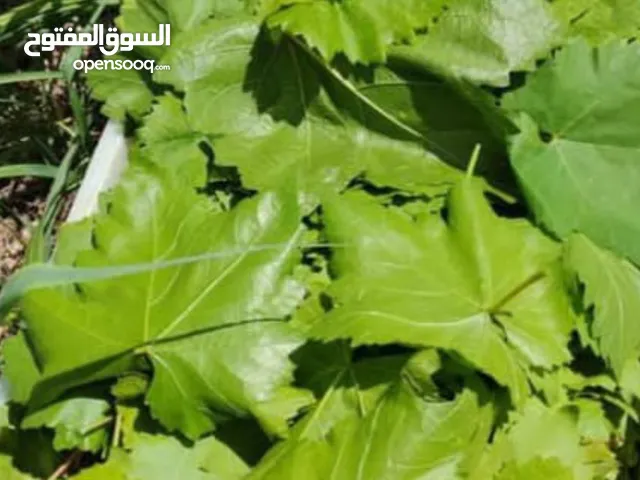 ورق دوالي طازج يوميا فول حب او قرون بازيلا حب او قرون زعتر مفروط او بعروقه