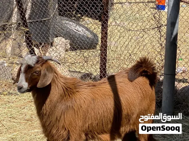 تيس فول سمنه