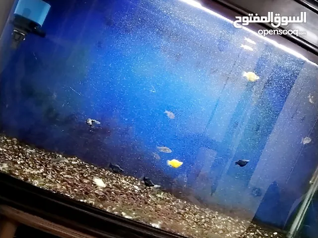 حوض سمك مع كامل اغراضه