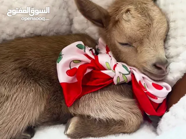 مواليد ماعز قزم