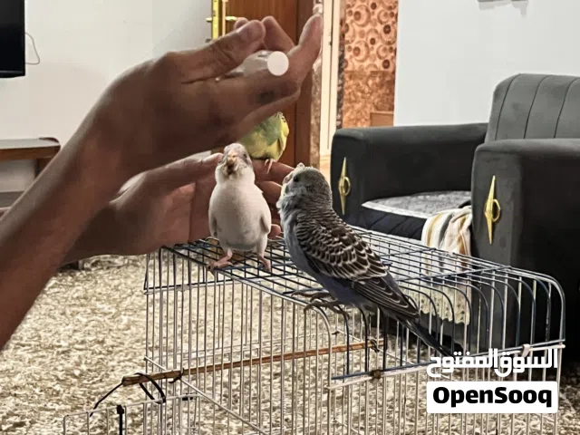 طيور بادجي اليف