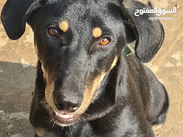السلام عليكم ..كلب روت وايلر  مع دفتر لقاحات غير كامل بغداد الرشاد ..