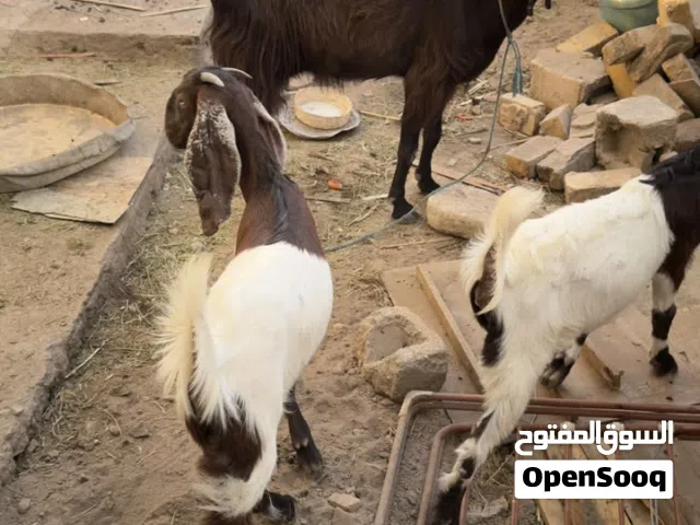 صخله افغاني للبيع