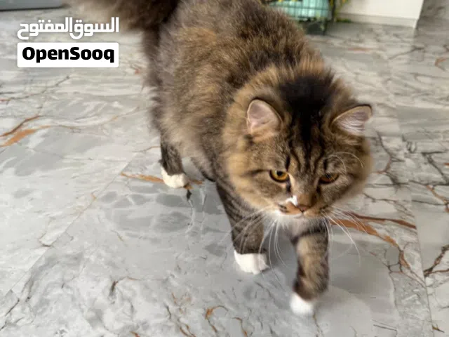 قط جميل جدا طويل البنيه ذكر  سيبري سنه