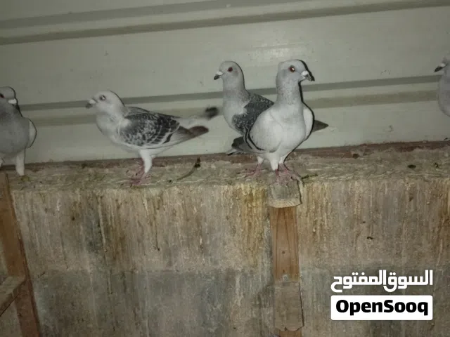 طيور حمام اشي نخب