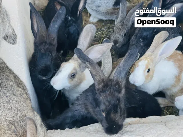 ارانب للبيع