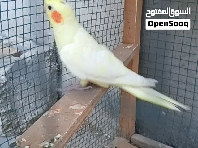 رجائاً اقره لوصف قبل ما تراسل
