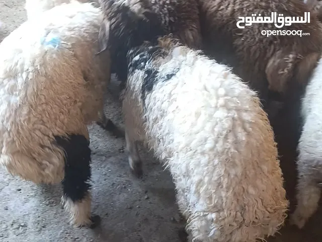 عبر عمر 5 شهور