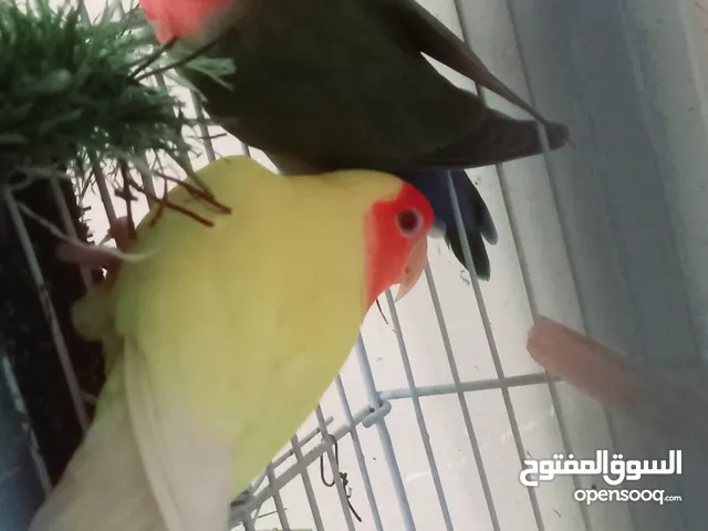 peach face African love birds breding pair for sale with cage and breeding box