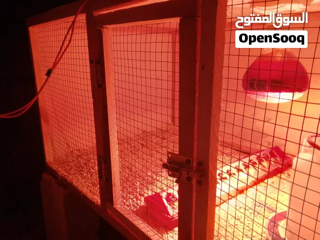 بارتي دجاج للبيع .