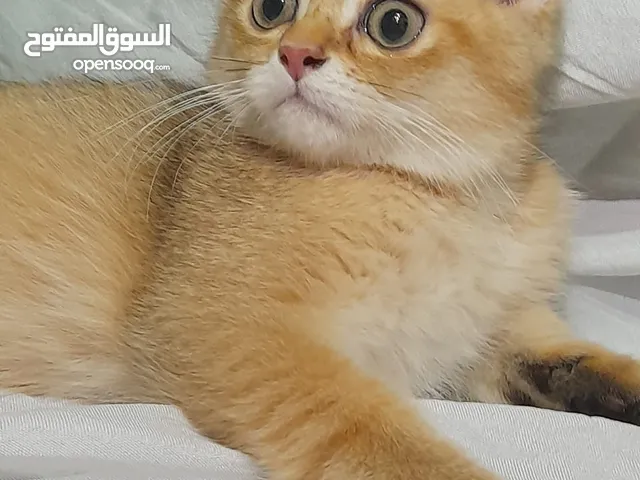 ولاد وبنات اسكوتش