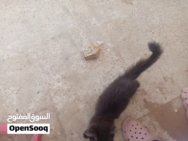 شيراس للبيع
