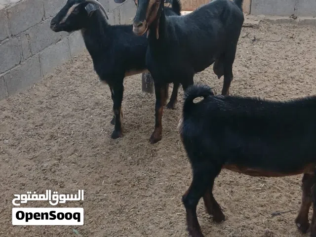اغنام للبيع
