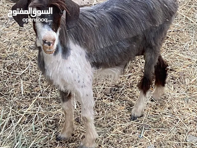 اللبيع شاه أمورها طيبه