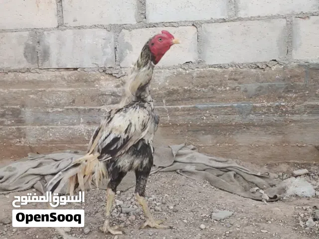 ديوك باكستاني