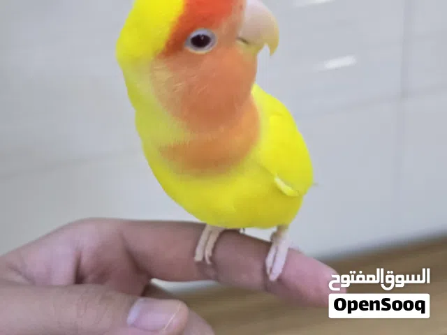 غندورة روز اليفات عمرهم4 شهور