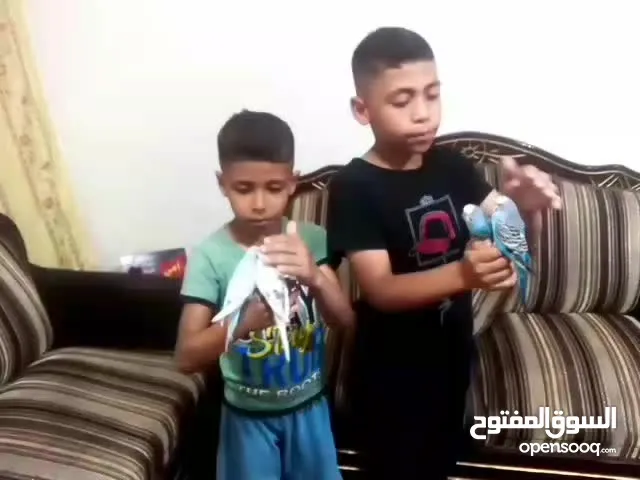 متاح جوزين حب كلهم اليفات كلهم جواز شغالة جواز نخب للبيع اقرء الوصف
