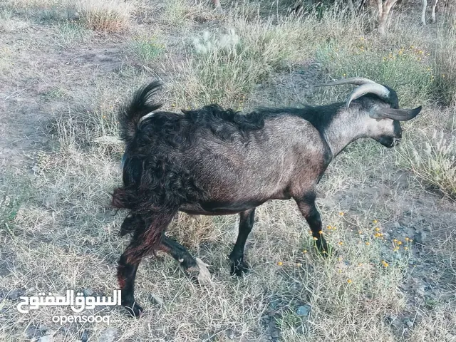 تيس بلدي اضحية نظيف مراعي عشب. 70الف ريال رعوي