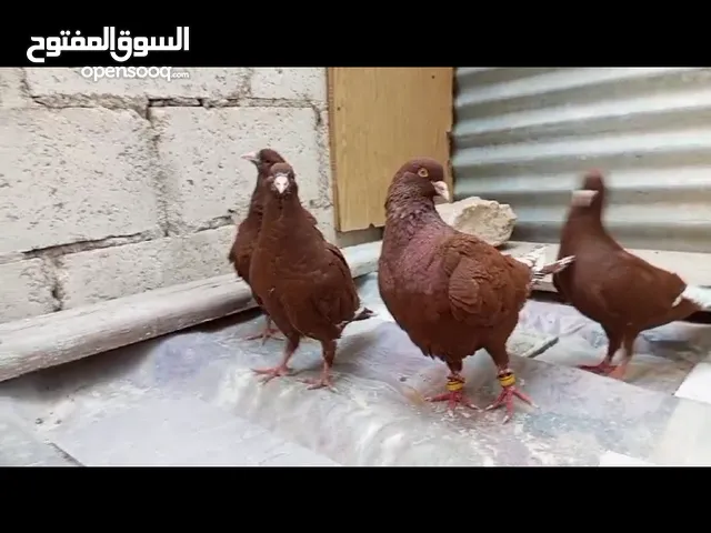 جوز شكالي للبيع حمر