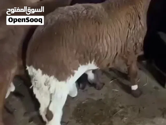 مواشي للبيع ذبايح ثلاجات شحم ولحم سواكن تيوس