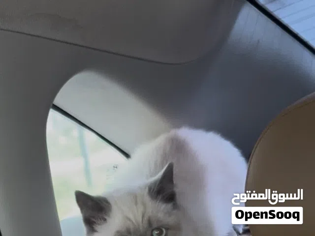 قطة ذكر للبيع