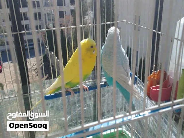 عصافير حب وعصافير جنه