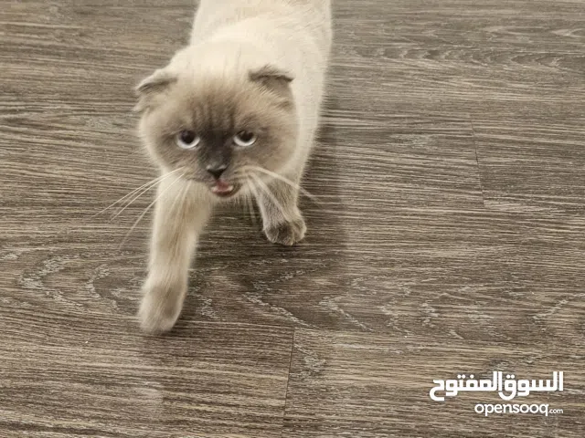 للبيع: قط سكوتش فولد مميز (Scottish Fold)