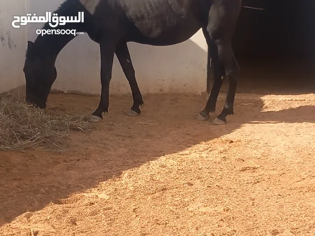 فرس عرب بارب