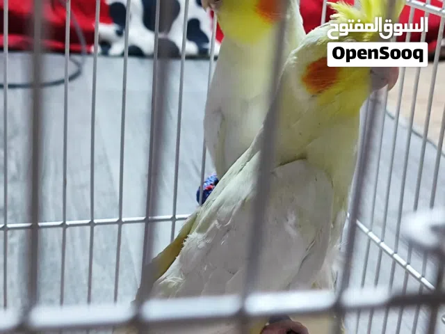 طيور كوكتيل 3