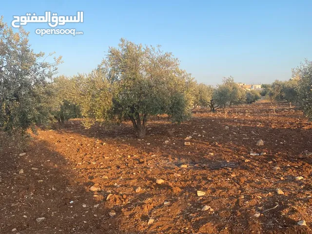 ارض للبيع اربد - سال