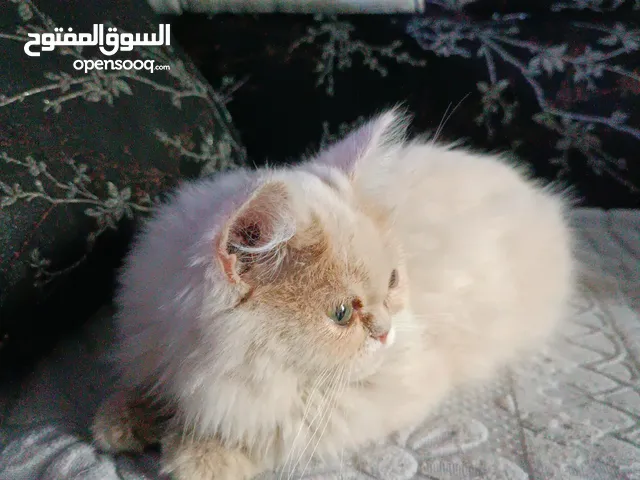 قطة هملايا لون جوزي فاتح عمر شهرين