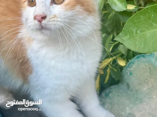 قطط للتبني