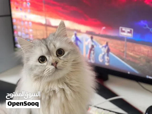 قطة شيرازيه للبيع او للتزاوج