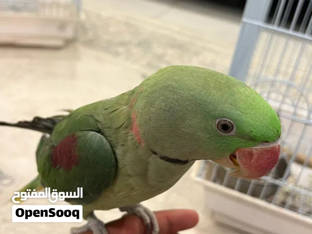 متوه نيبالي
