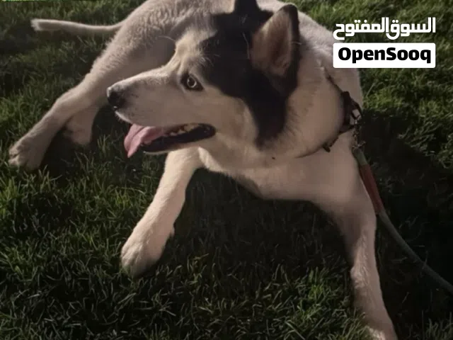 هاسكي مالموت متدرب و مطعم و من فتره محلقينه و ما يسوي ازعاج وايد