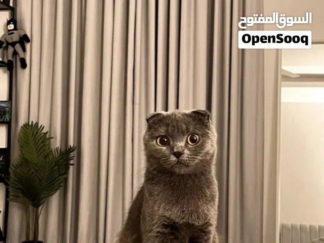 بيع مستعجلة