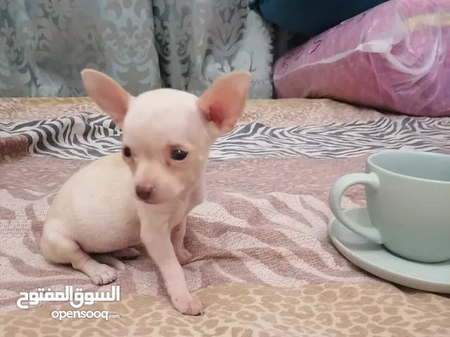 Mini Tea cup chihuahua age 35 Days