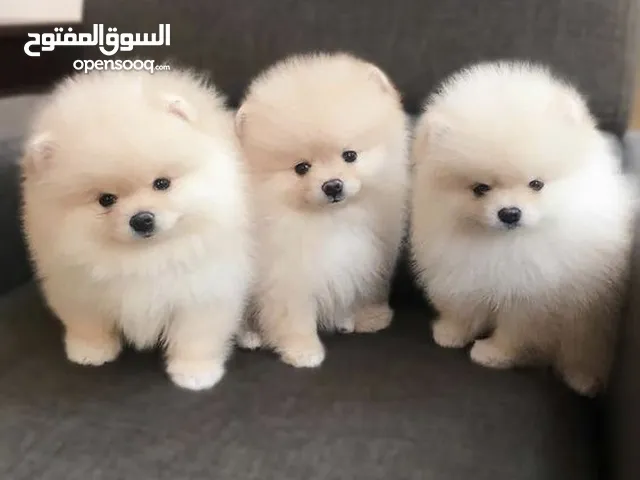 Pomeranian puppies