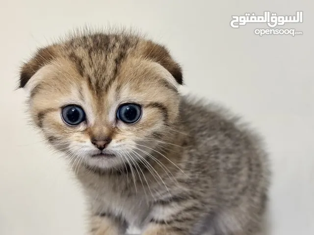 جولدن سكوتش فولد وستريت مستويات حلوة