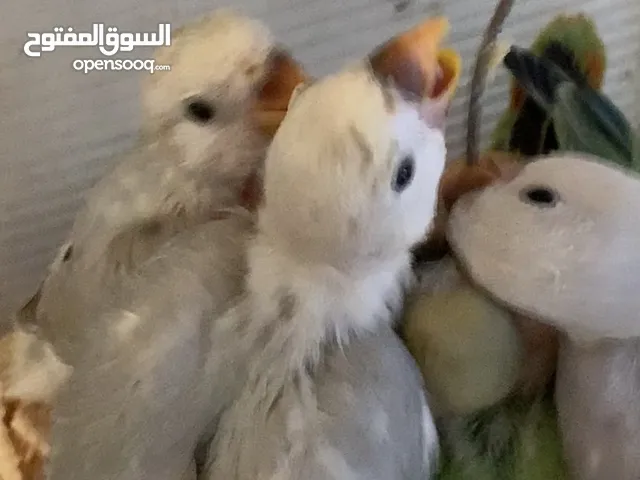 فراخ للزق اليدوي