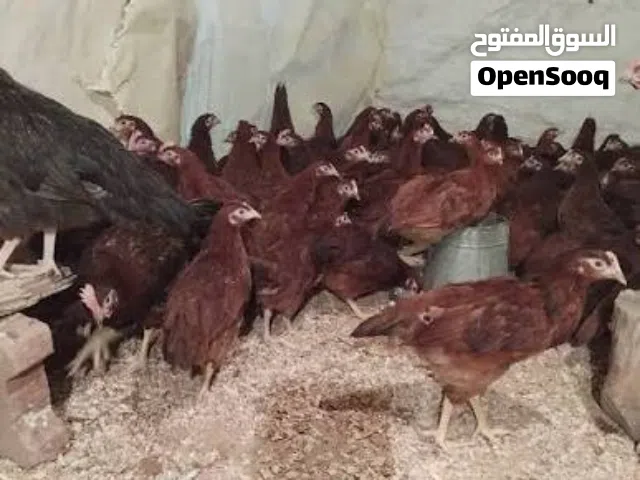 دجاج رود أيلند امريكي عمر شهرين وعشرة أيام تاجوراء