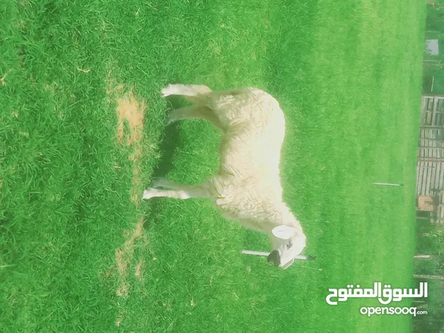 فطيمه صغيره الله يبارك السعر مقابل النقاش