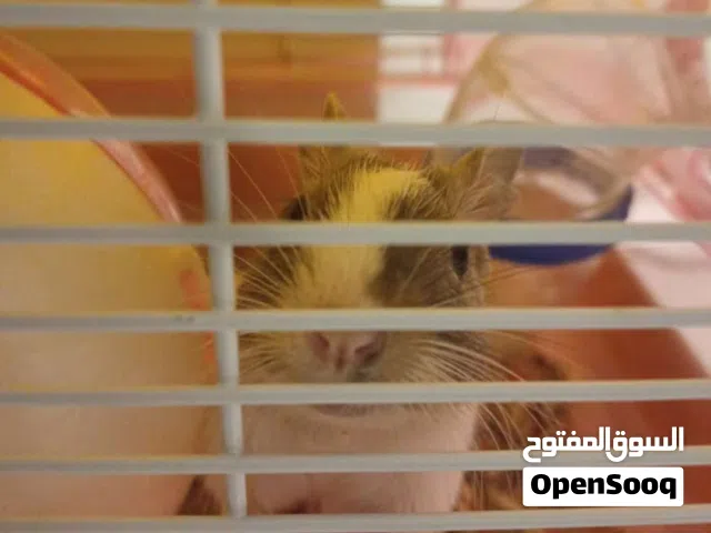 pet degu ( tame) حيوان الديغو الأليف