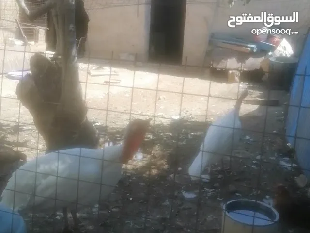 طقم حبش للبيع - عمان الموقر