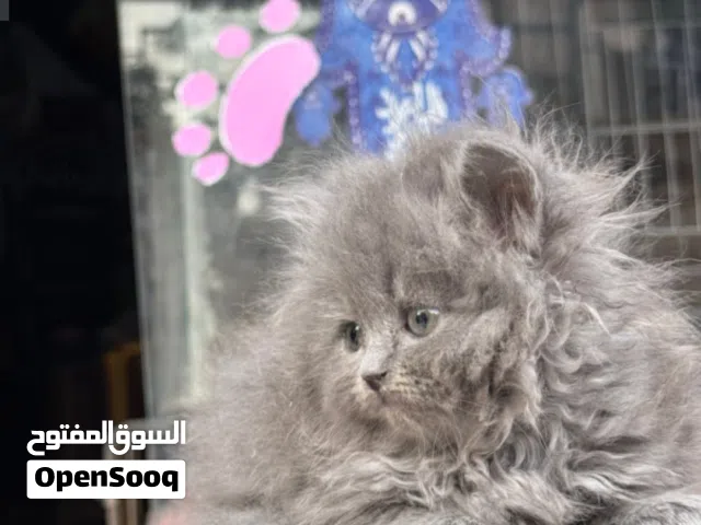 قط بيكي فيس رمادي 3شهور