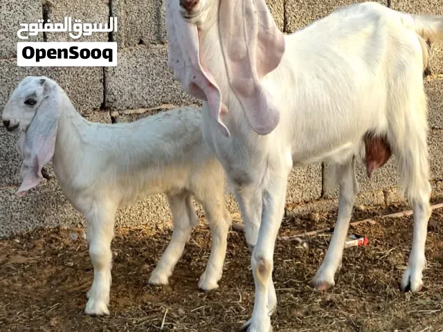 عنز سن رباع تحتها جدي للبيع