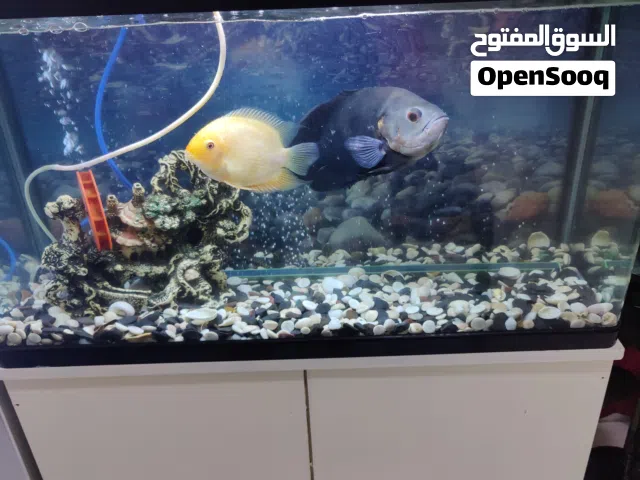 Oscar fish and servum with aquarium available